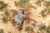 Ve skutečnosti může být uhynulých slonů mnohem víc, než zachytily letecké snímky, jen se jejich těla ještě nenašla.