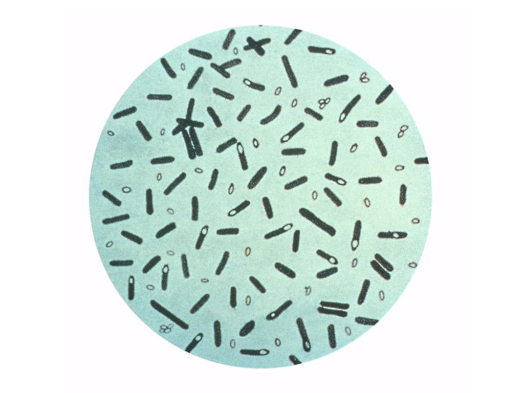Bakterie Clostridium botulinum