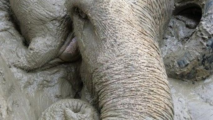 Thajští záchranáři zachránili po šesti dnech slona, který uvízl v bahně