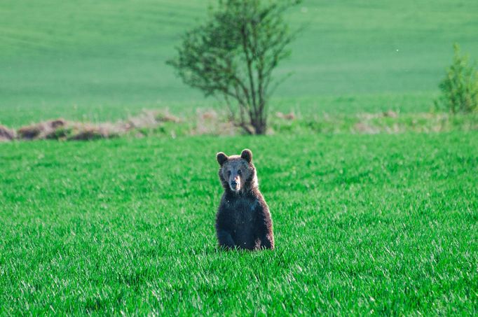 Fotografie medvědů od slovenského Zásahového týmu pro medvěda hnědého.