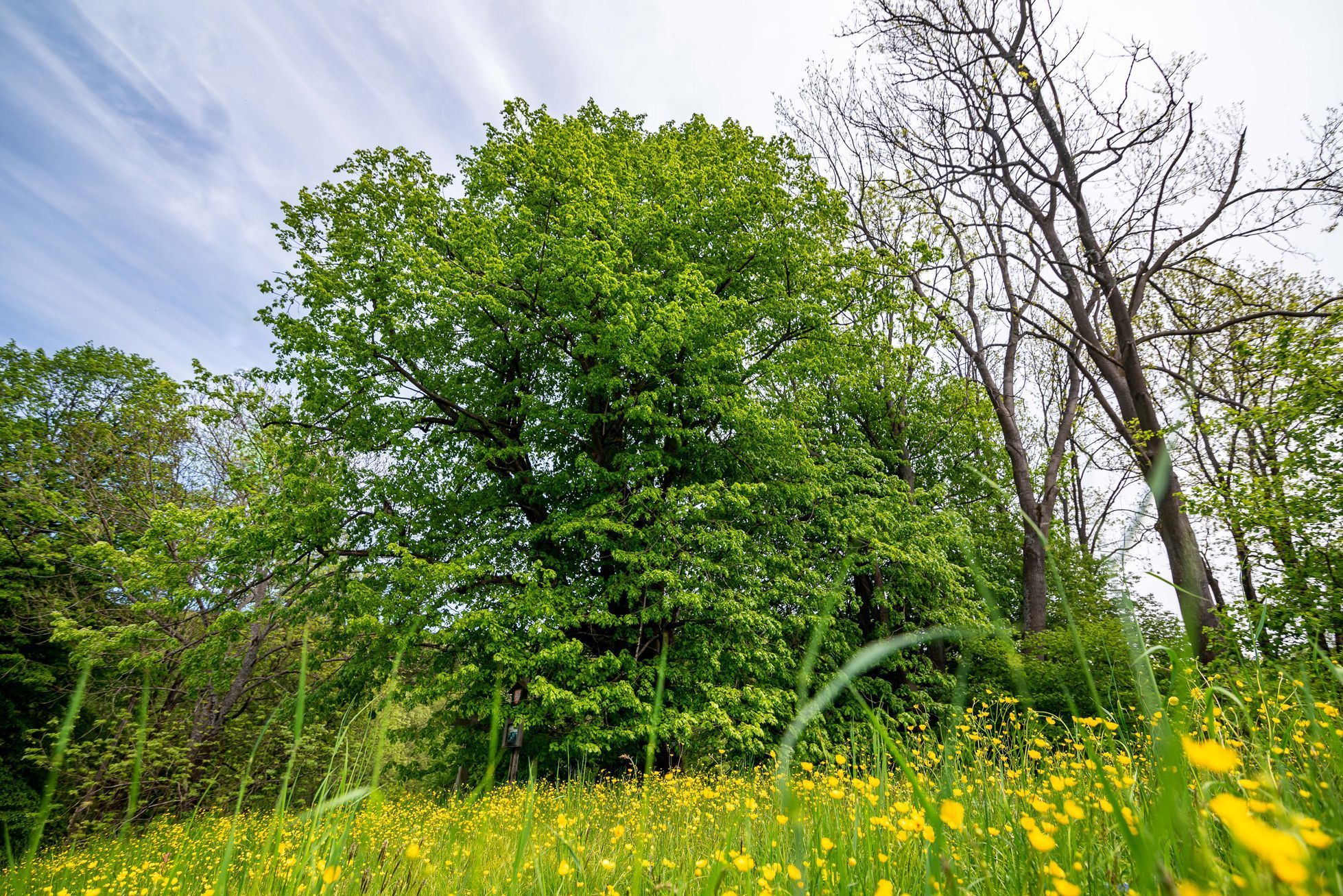 Strom roku 2021 - Běleňská lípa