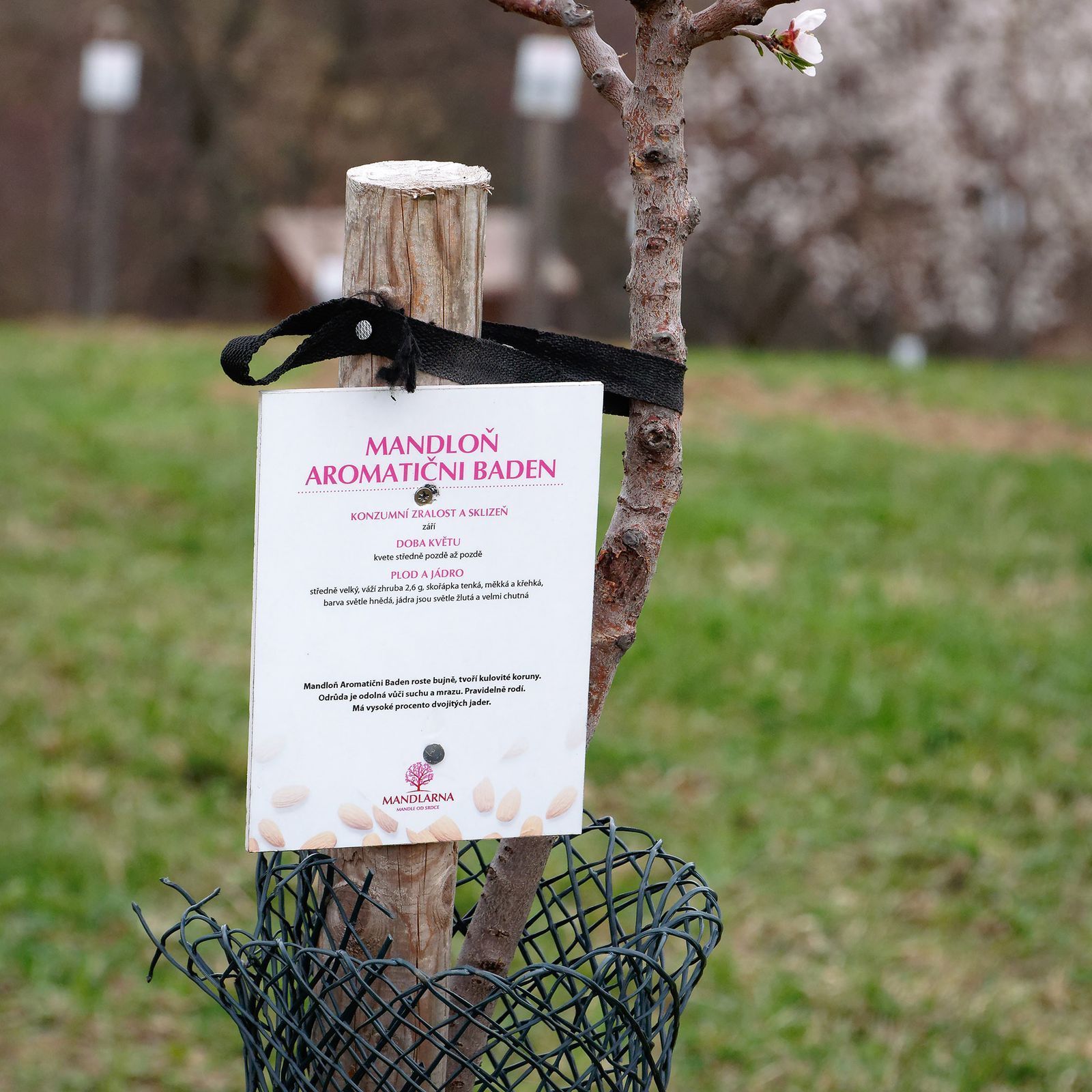 Mandloňové sady v Hustopečích v plném květu, březen 2024