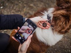 Pod QR kódem na psí známce se skrývají informace o majiteli psa, kontaktní údaje, ale i třeba upozornění na zdravotní omezení, která pes může mít.