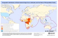 Ebola od února zabila v západní Africe 140 lidí