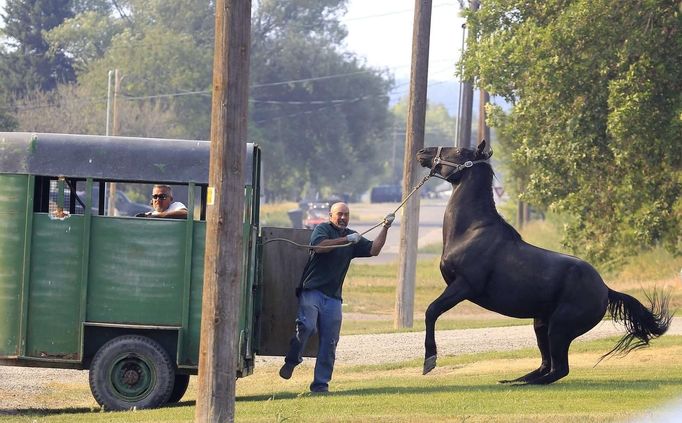 A man tries to load a horse into a trailer after fire officials ordered the evacuation of Fairview, Utah as the Wood Hollow fire approaches the town June 26, 2012. Authorities said a body was found in the ashes of a house charred by the fast-moving fire, marking the first fatality in a blaze that already has scorched more than 39,000 acres. Fresh evacuations were ordered there on Tuesday. The blaze had already burned an estimated 30 homes and killed 75 sheep between the rural communities of Fountain Green and Indianola. REUTERS/George Frey (UNITED STATES - Tags: ENVIRONMENT DISASTER ANIMALS) Published: Čer. 27, 2012, 12:56 dop.