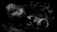 ZVÍŘECÍ PORTRÉT: Peter Delaney (Irsko): Rozjímání. Snímek šimpanze byl pořízen v národním parku Kibale v Ugandě. (Fujifilm X-T1 + objektiv 50-140mm; 1/75 s,  f/2.8; ISO 3200).