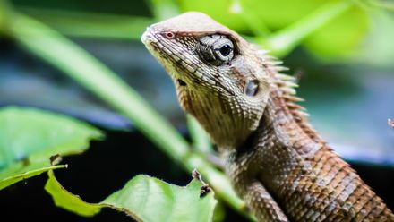 Tři záchranáři, horolezecké vybavení, drama pod střechou. To vše kvůli uprchlému chameleonovi