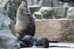 V Zoo Praha se narodila samička lachtana jihoafrického