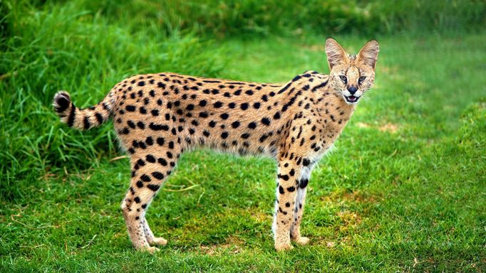 Serval stepní