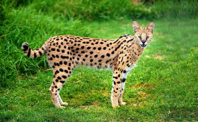 Serval stepní