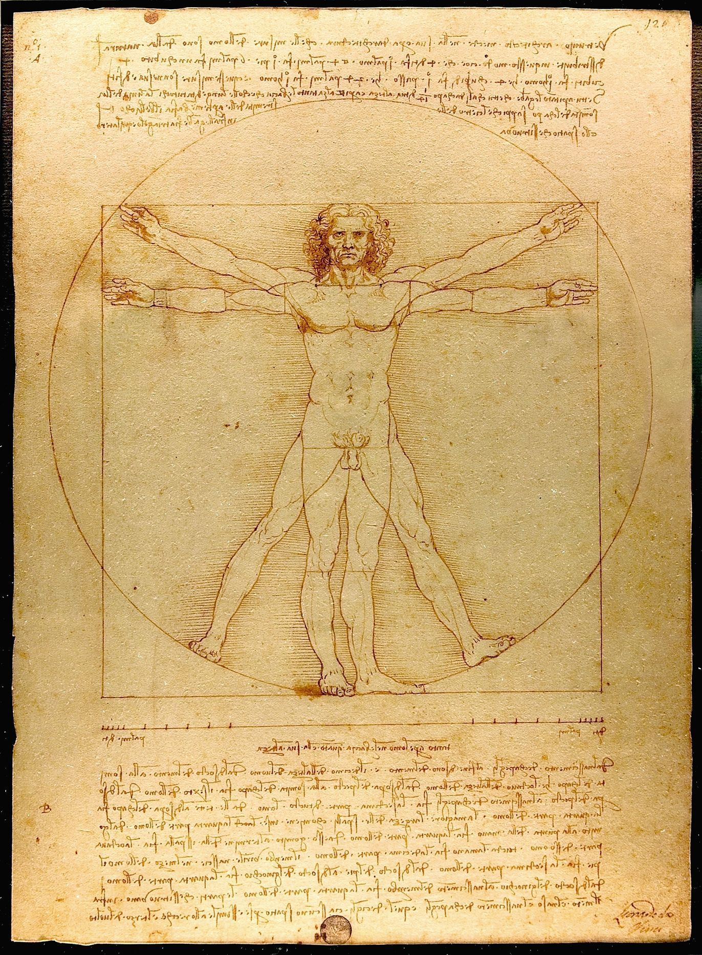 Leonardo da Vinci: Vitruviánský muž