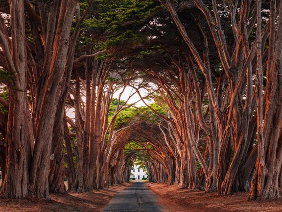 Cypřišový tunel v Point Reyes