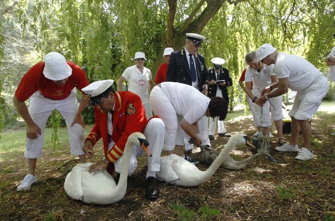 The Queen's Swan Marker David Barber (2L) and other Swan Uppers inspect swans and cygnets during the annual Swan Upping ceremony on the River Thames between Shepperton an