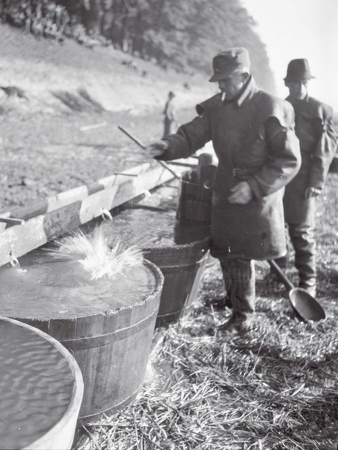 Výlov Rožmberka - kádě na třídění ryb, 17. 10. 1949.