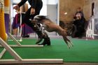 Westminster Kennel Club Dog Show je jedna z nejstarších a nejslavnějších výstav psů v Americe. Poprvé se konala v roce 1877 a jejími soutěžícími byli výhradně jen lovečtí psi. Dnes majitelé mohou přihlásit téměř jakoukoli čistokrevnou rasu, podmínkou je, aby pes byl šampionem ve své vlastní kategorii.
