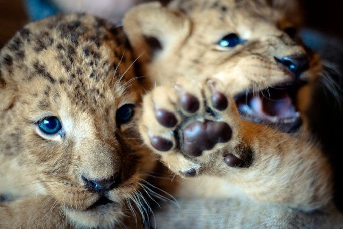 Lvíčata si hrají ve výběhu zoologické zahrady v Nižném Novgorodu, kde se před měsícem narodila.