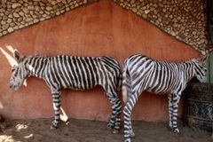 V zoologické zahradě v Gaze přemalovali osly na zebry