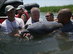 Po veterinární prohlídce je delfín vypouštěn zpět do moře.