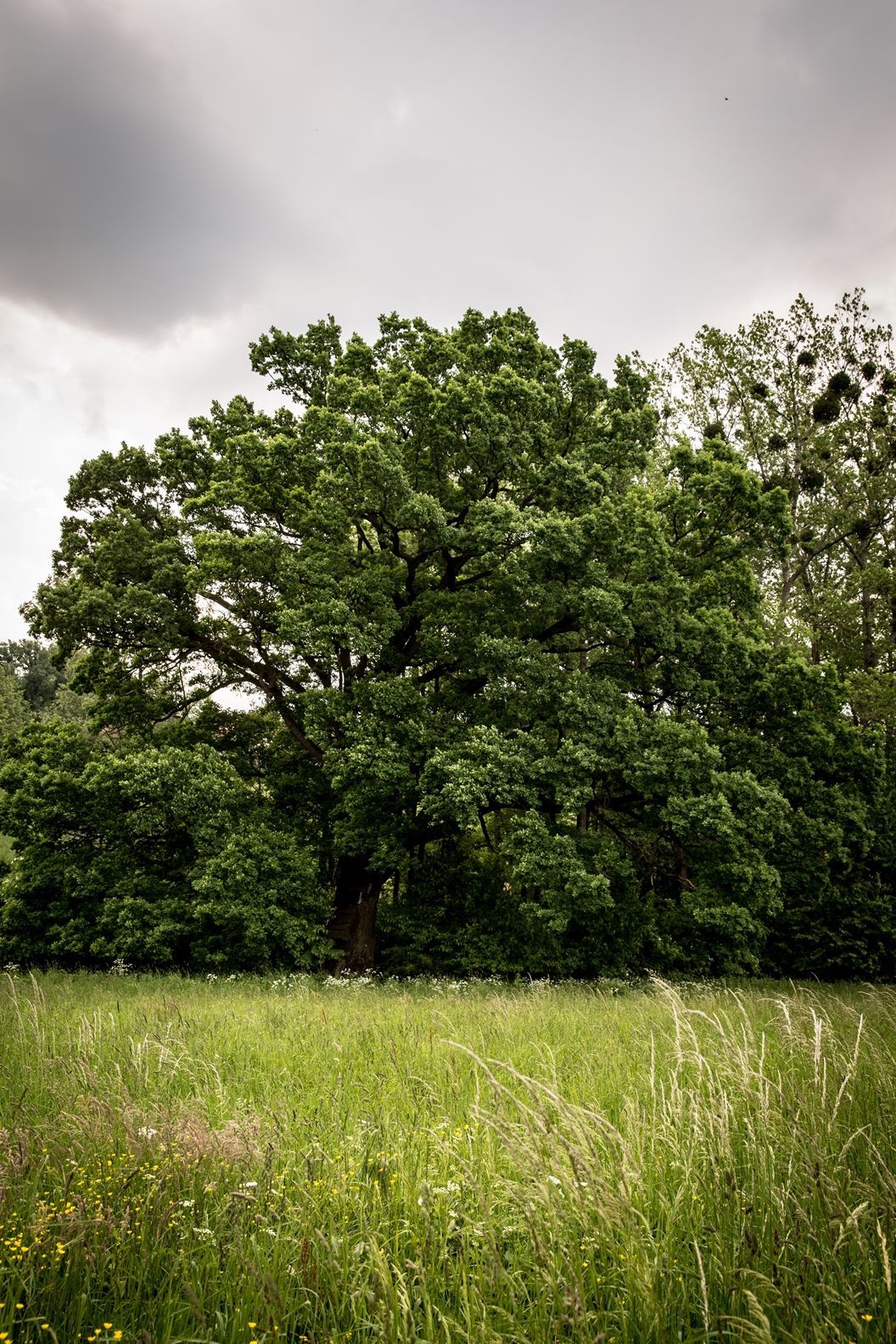 Strom roku 2015 -- Horákův dub