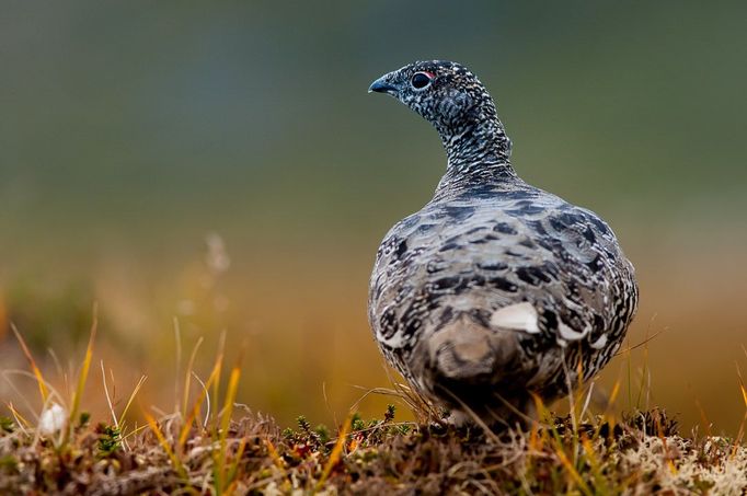 V Grónsku rovněž žije Bělokur horský (Lagopus muta)- jeden ze symbolů arktické přírody.