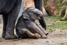 V pražské zoo pokřtili nejmladší slůně. Lidé mu vybrali jméno Rudolf