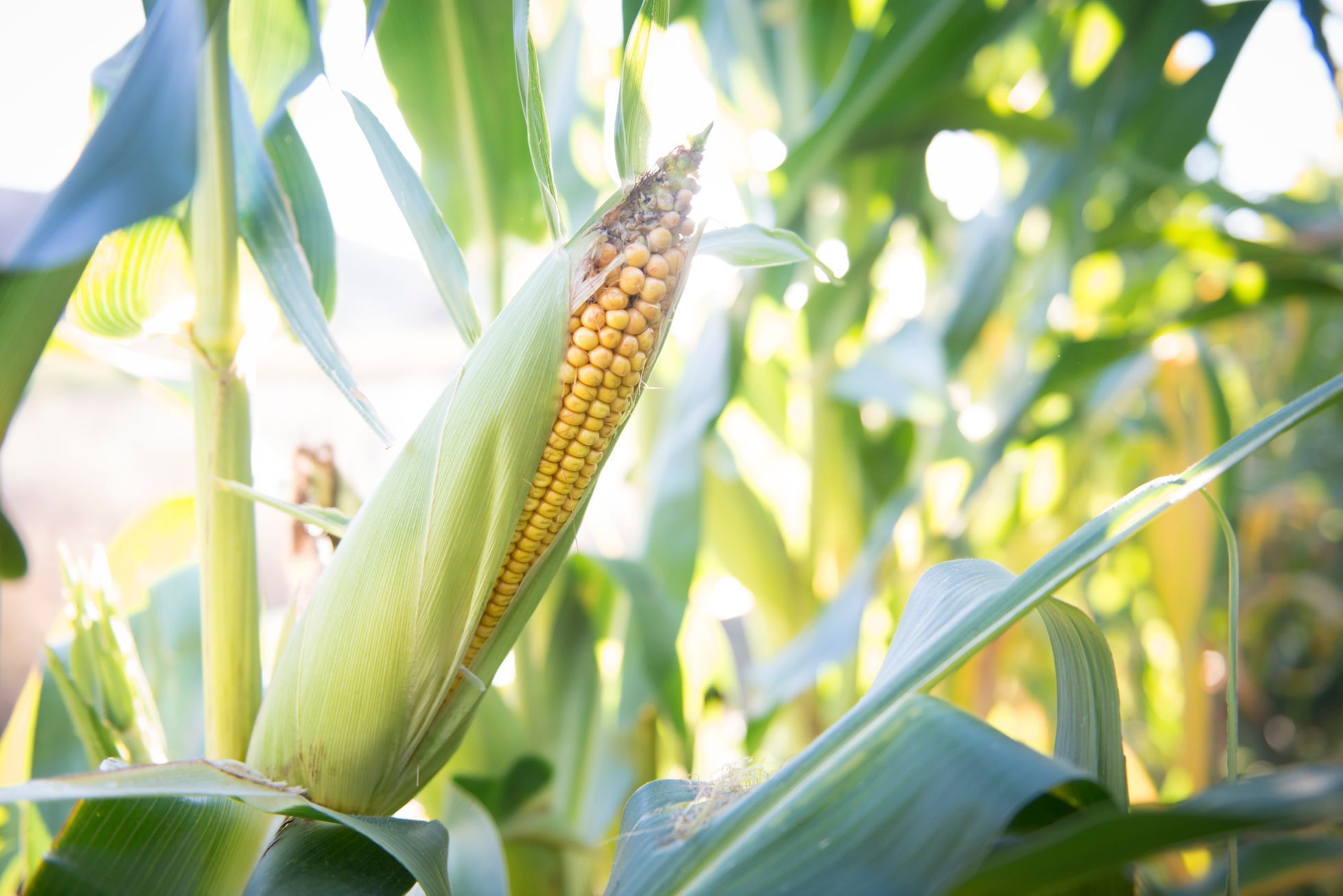 Zemědělství, kukuřice, ilustrační foto