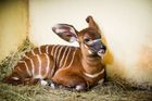 Samice bonga horského Froni porodila 13. ledna svoje druhé mládě. Otcem je dvorský chovný samec Demba. Celkově se jedná již o 108. přírůstek tohoto kriticky ohroženého druhu ve Dvoře Králové.