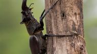 Roháč obecný (Lucanus cervus) patří k největším broukům Evropy. Pro tento druh je typický nápadný pohlavní dimorfismus. Samec má silně zvětšená kusadla (viz foto), která používá k boji o samičku.