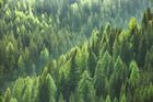 Lidé se skládají na "Trumpův les". Miliardy stromů mají zaplnit plochu větší než Česká republika