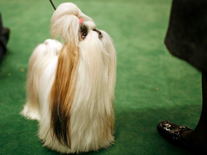 Best in Show - prestižní soutěž psů