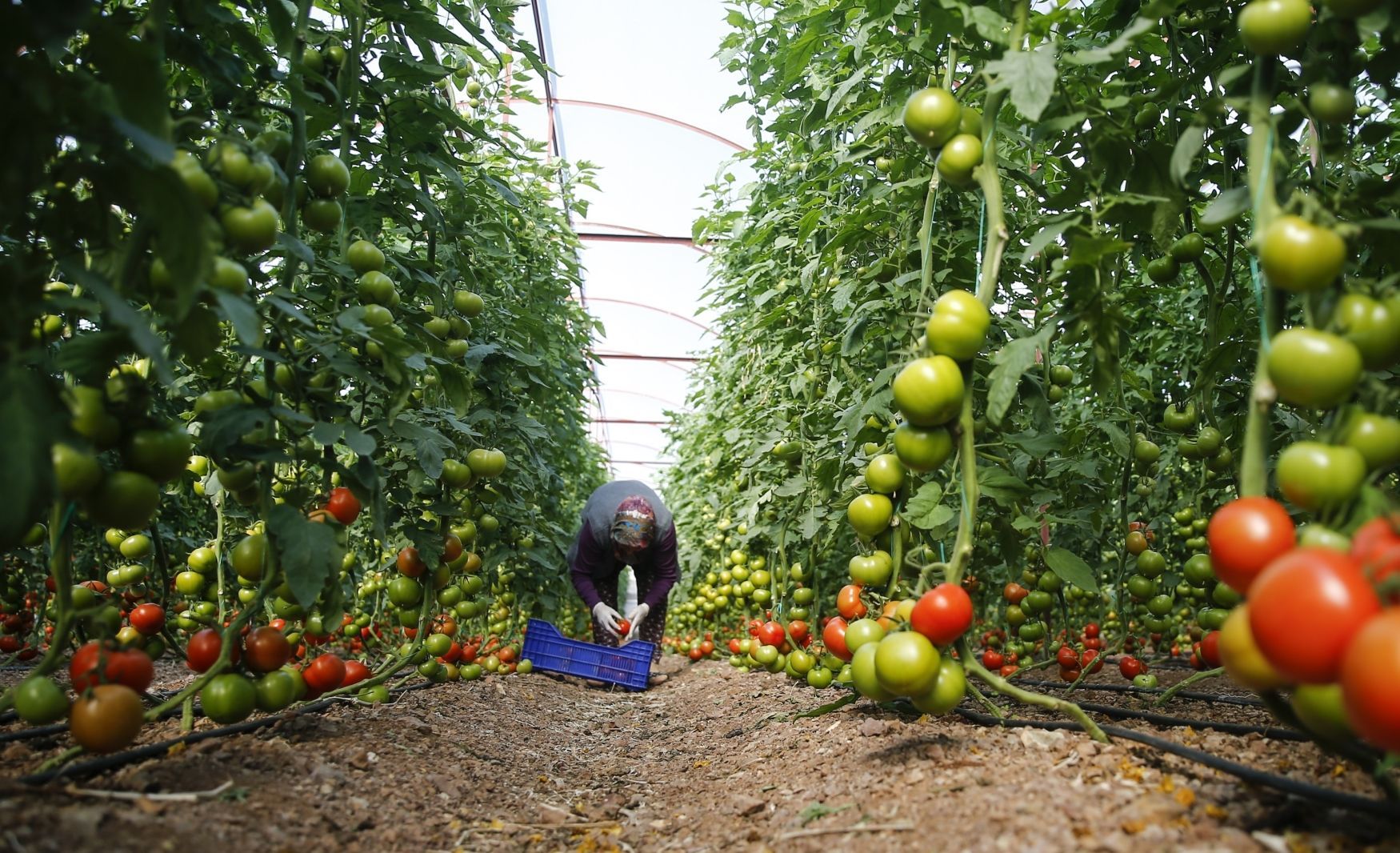 Sklizeň rajčat ve skleníku