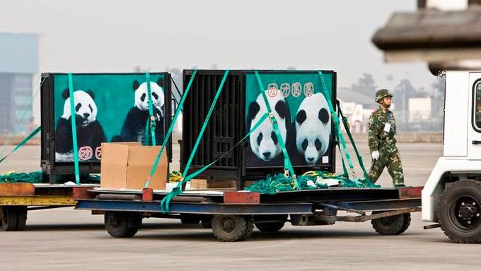 Tchaj-wan vítal čínské pandy. Ty spaly