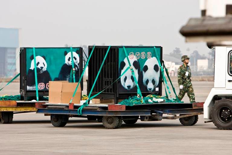 Čínské pandy v Tchaj-wanu