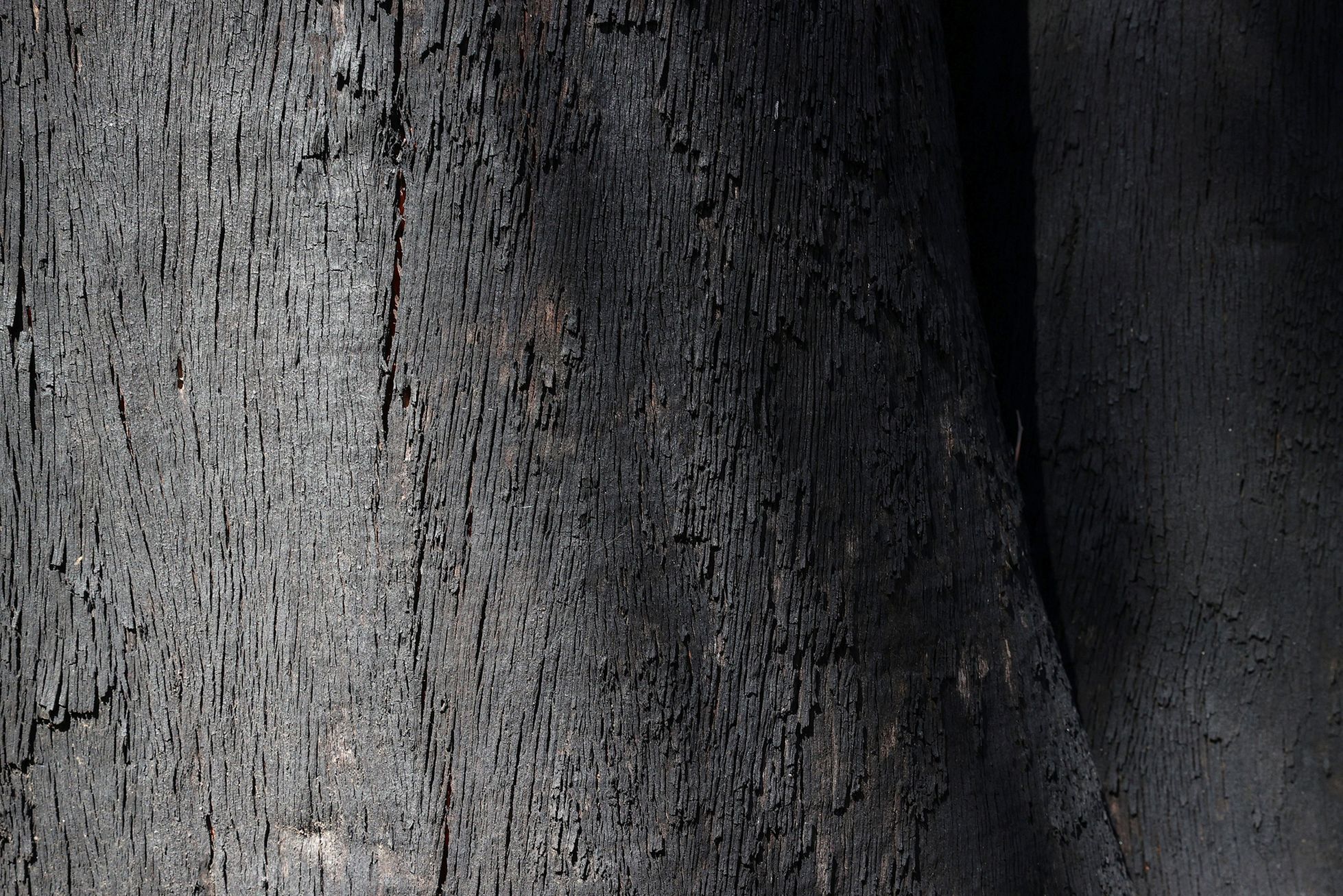 Jednorázové užití / Fotogalerie / Spása koal, která vám zachrání den