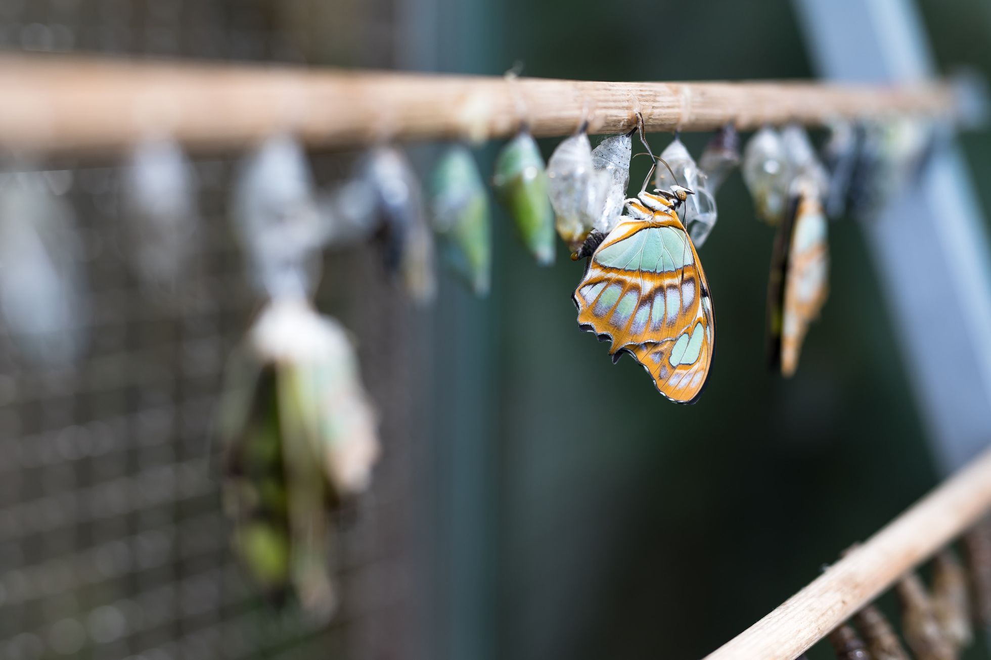 Botanická zahrada zahájila výstavu Motýli, skleník Fata Morgana