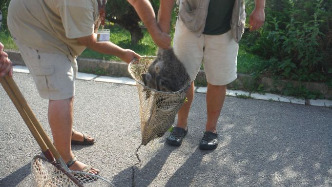 Na odchytu klokana spolupracovali také pracovníci útulku a jihlavské zoo.