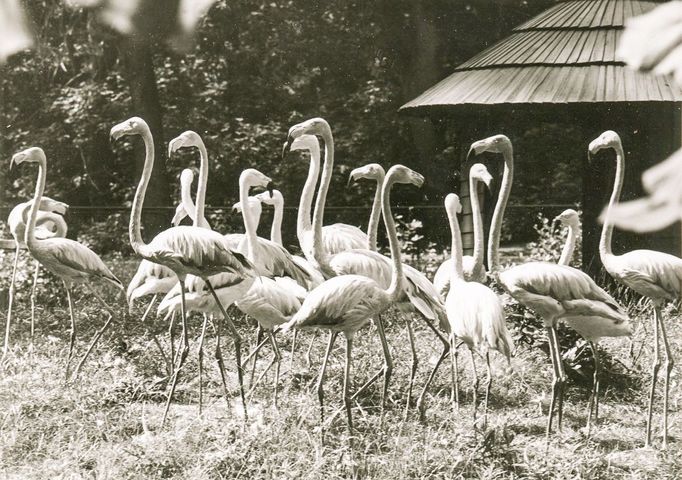 ZOO Liberec slaví 120 let od svého vzniku. Podívejte se na historické momenty a vývoj nejstarší zoologické zahrady v českých zemích od jejího založení v roce 1904.