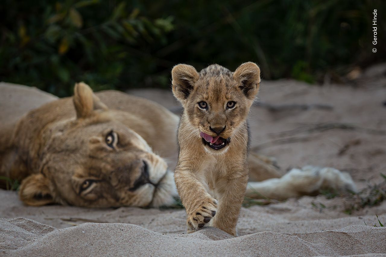 Wildlife Photographer of the Year 2023. Snímky nominované na cenu veřejnosti People Choice Award