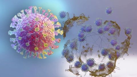 SARS-CoV-2 zblízka: Podívejte se, jak virus zabíjí buňky a množí se v těle