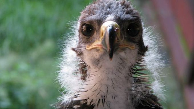 Čeští i slovenští ornitologové se připravují na nová orlí mláďata.