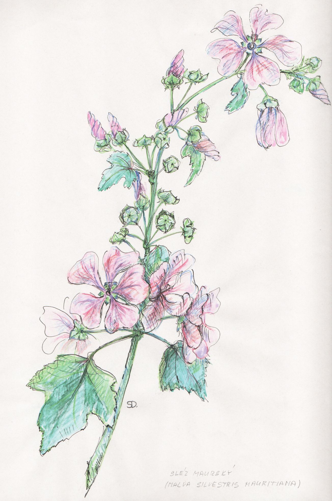 kresby, dr. dudek. bylinky