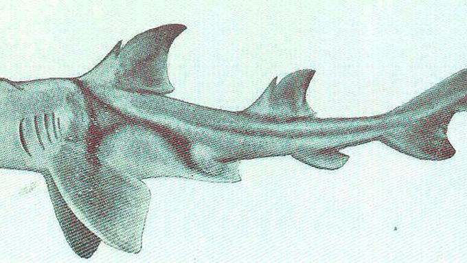 Různozubec portjacksonský patří mezi malé žraloky