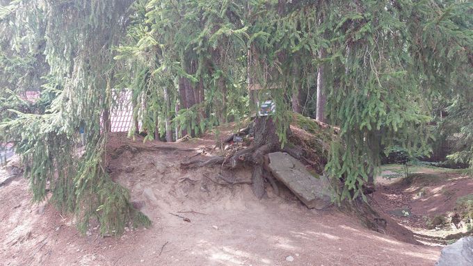 Kořen, pod kterým Zdena Novotná uvízla, byl v roce 2017 odstraněn.