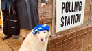 A dog sits outside a polling station in Hove, Britain December 12, 2019 in this picture obtained from social media. Grizelda Cartoons/Twitter @GRIZELDAG/via REUTERS