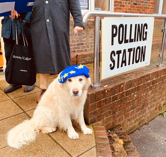 A dog sits outside a polling station in Hove, Britain December 12, 2019 in this picture obtained from social media. Grizelda Cartoons/Twitter @GRIZELDAG/via REUTERS