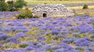 Levandulová pole v Provence