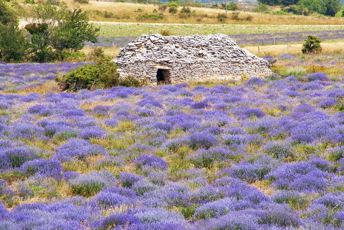 Levandulová pole v Provence