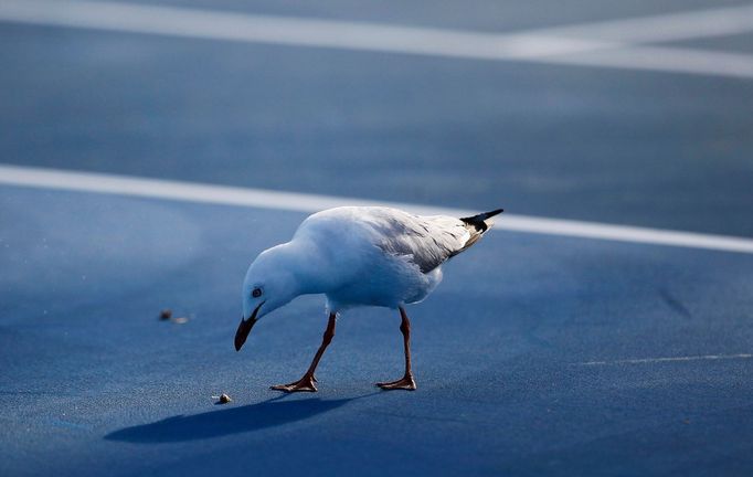 Australian Open: racek