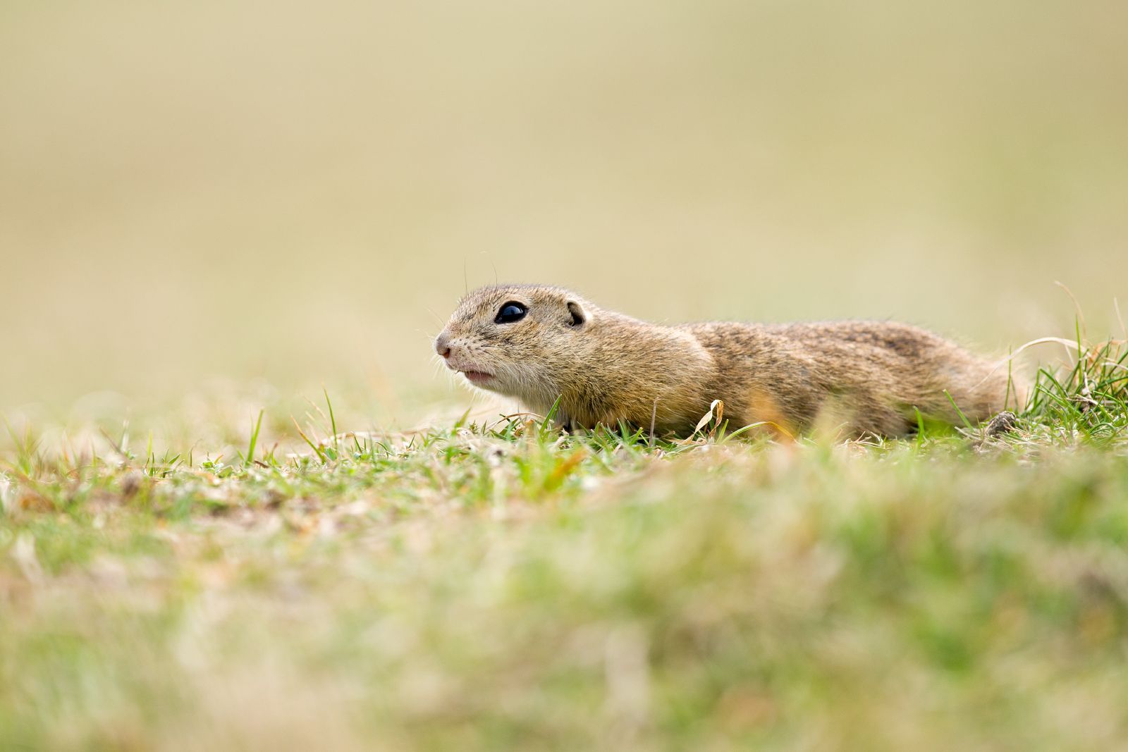 Syslové objektivem fotografa Jana Pelcmana