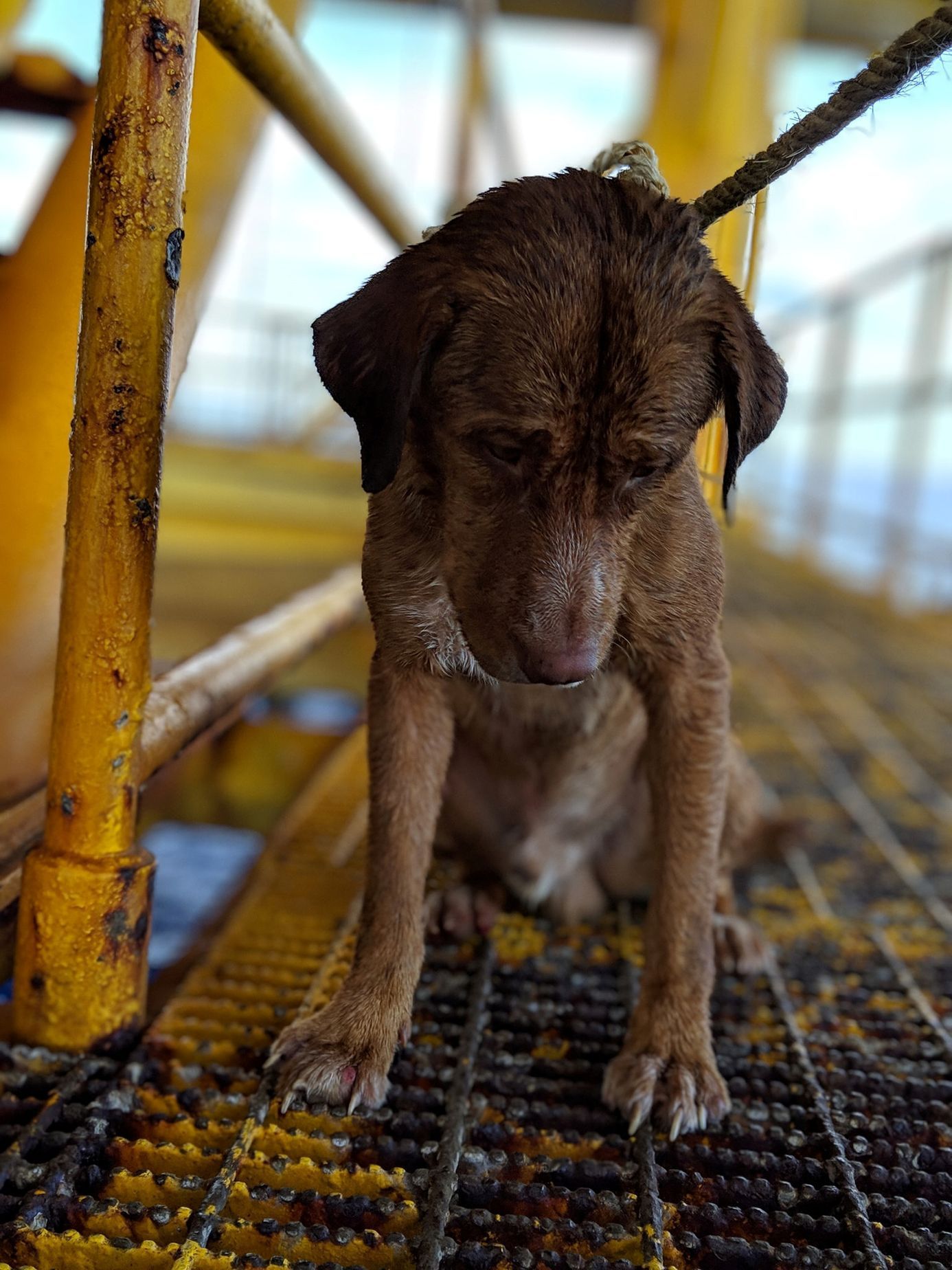 Zachráněný pes v Thajsku